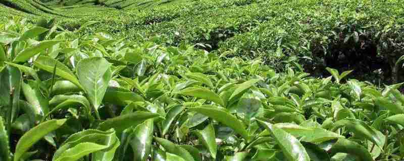 茶叶种植的区位条件及前景(茶叶的种植区域)